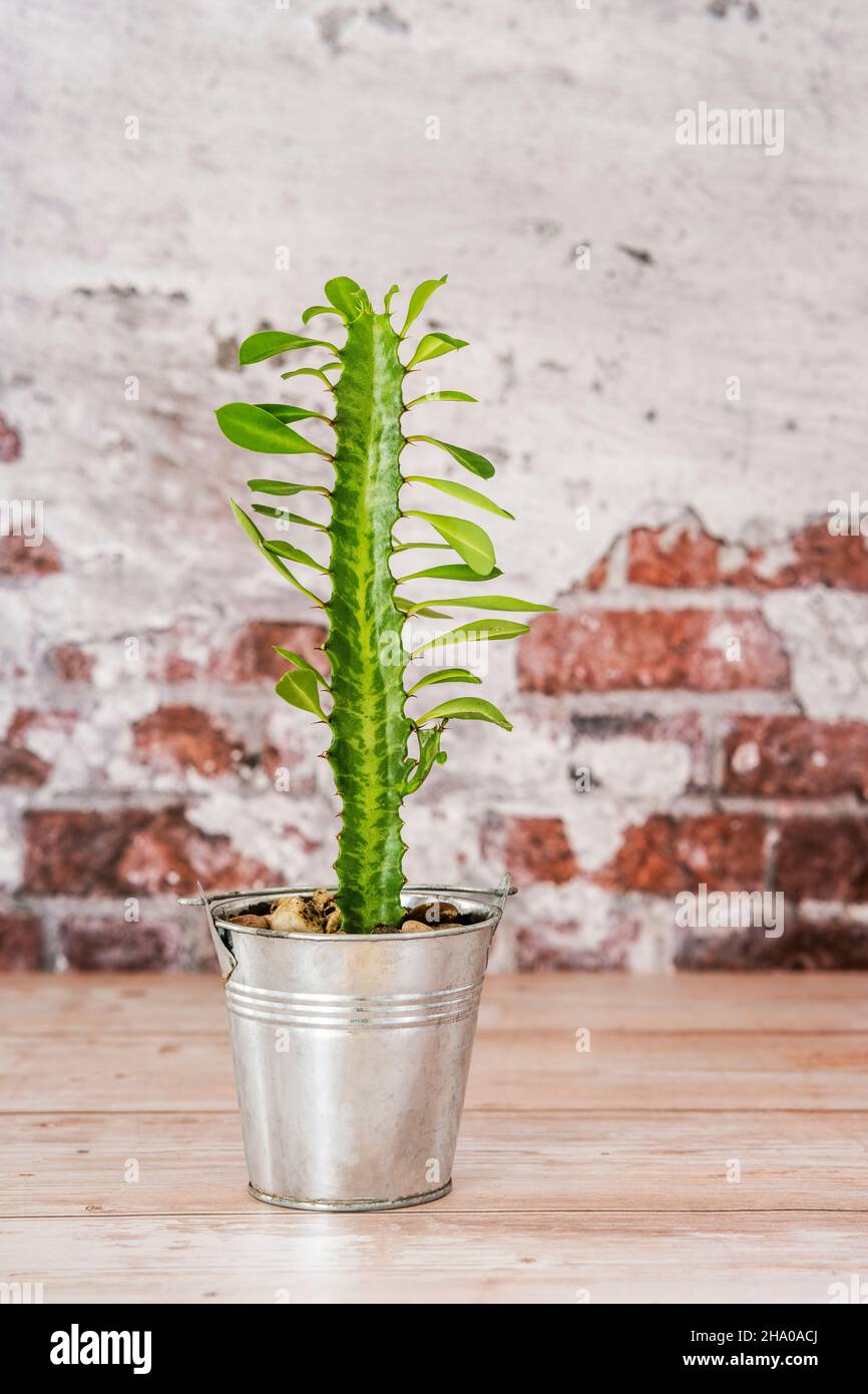 pretty euphorbia trigona on wooden table with brick wall background with peeling hedge Stock Photo