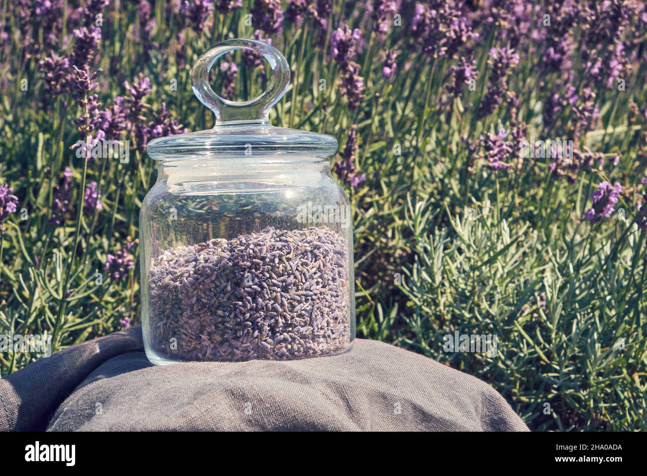 Glass jar of dry lavender flowers for making herbal tea. Blooming lavender bushes on background. Apothecary garden. Stock Photo