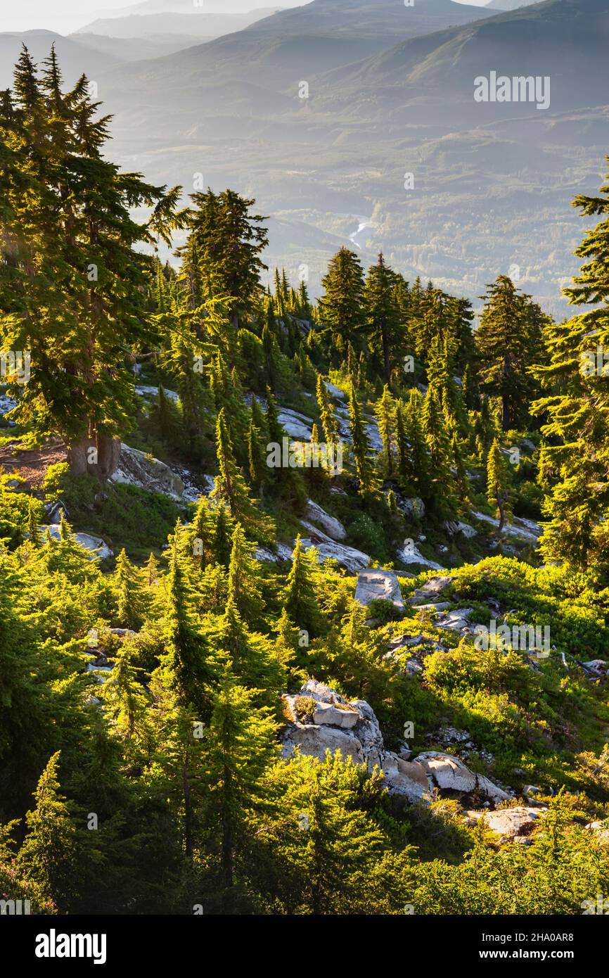 WA19857-00...WASHINGTON - Late afternoon light on trees, high above the Stillaguamish River Valley in Mount Pilchuck State Park. Stock Photo