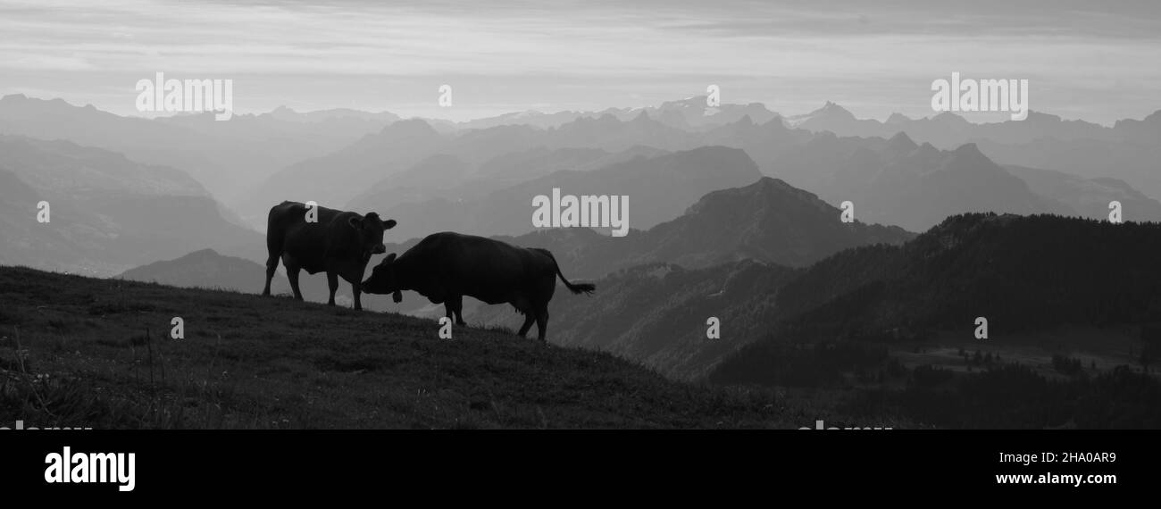 Silhouettes of two cows on top of Mount Rigi, Switzerland. Stock Photo