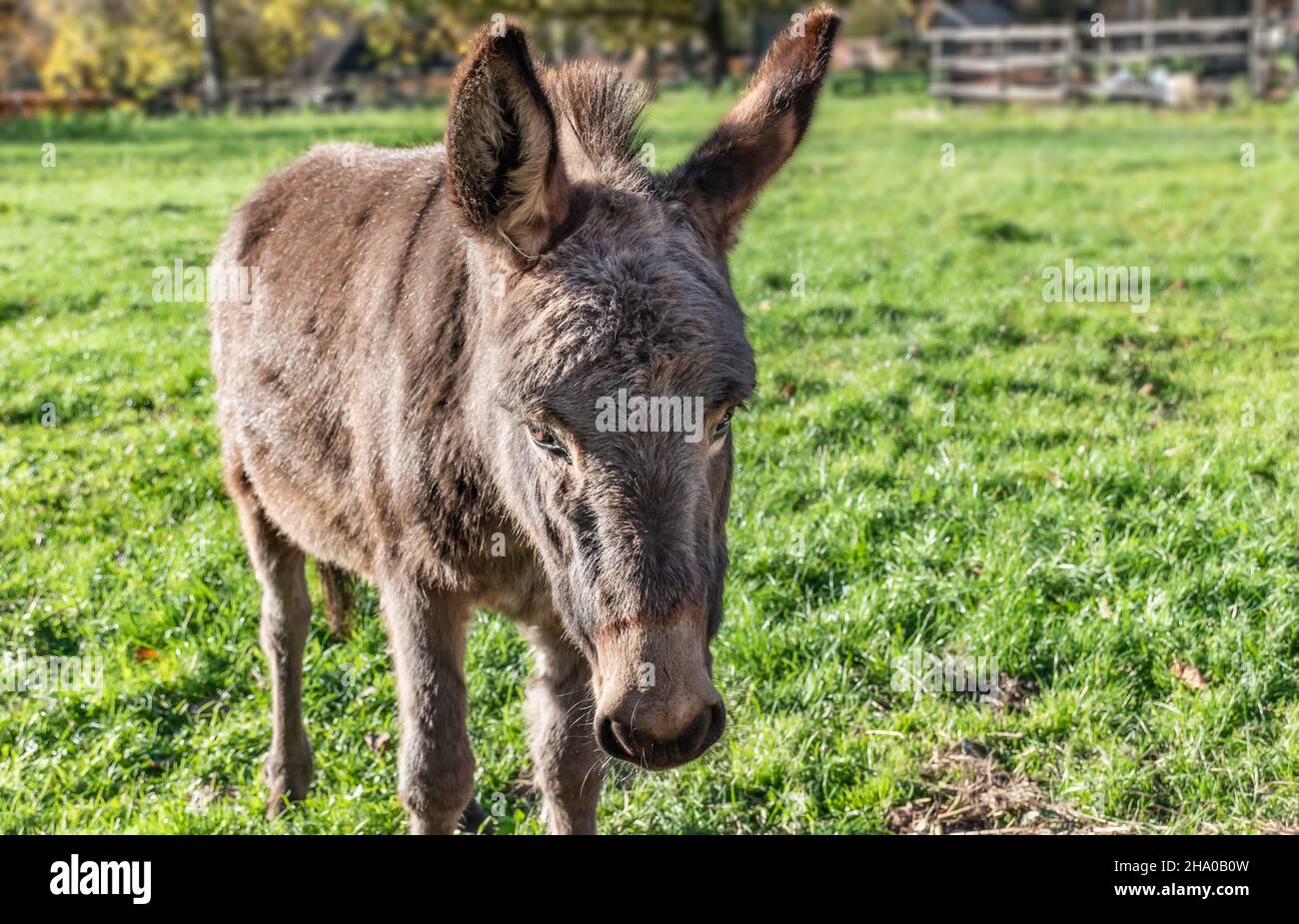 Portrait of a donkey in the meadow. Stock Photo