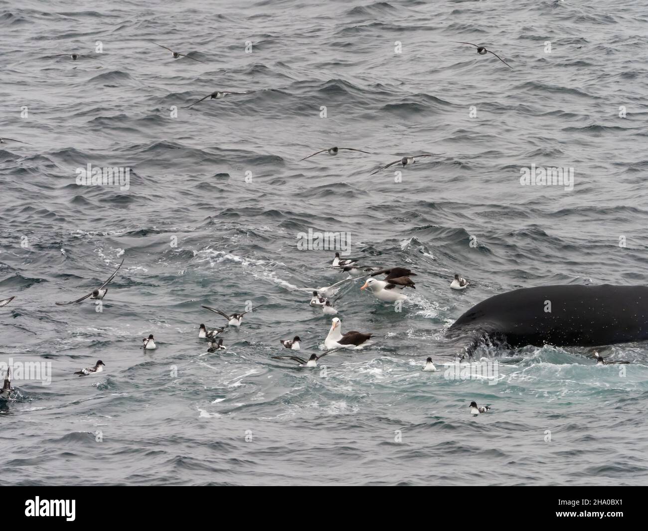 A feeding frenzy of Humpback whales, Megaptera novaeangliae feeding on krill off South Orkney Island, Antarctica Stock Photo