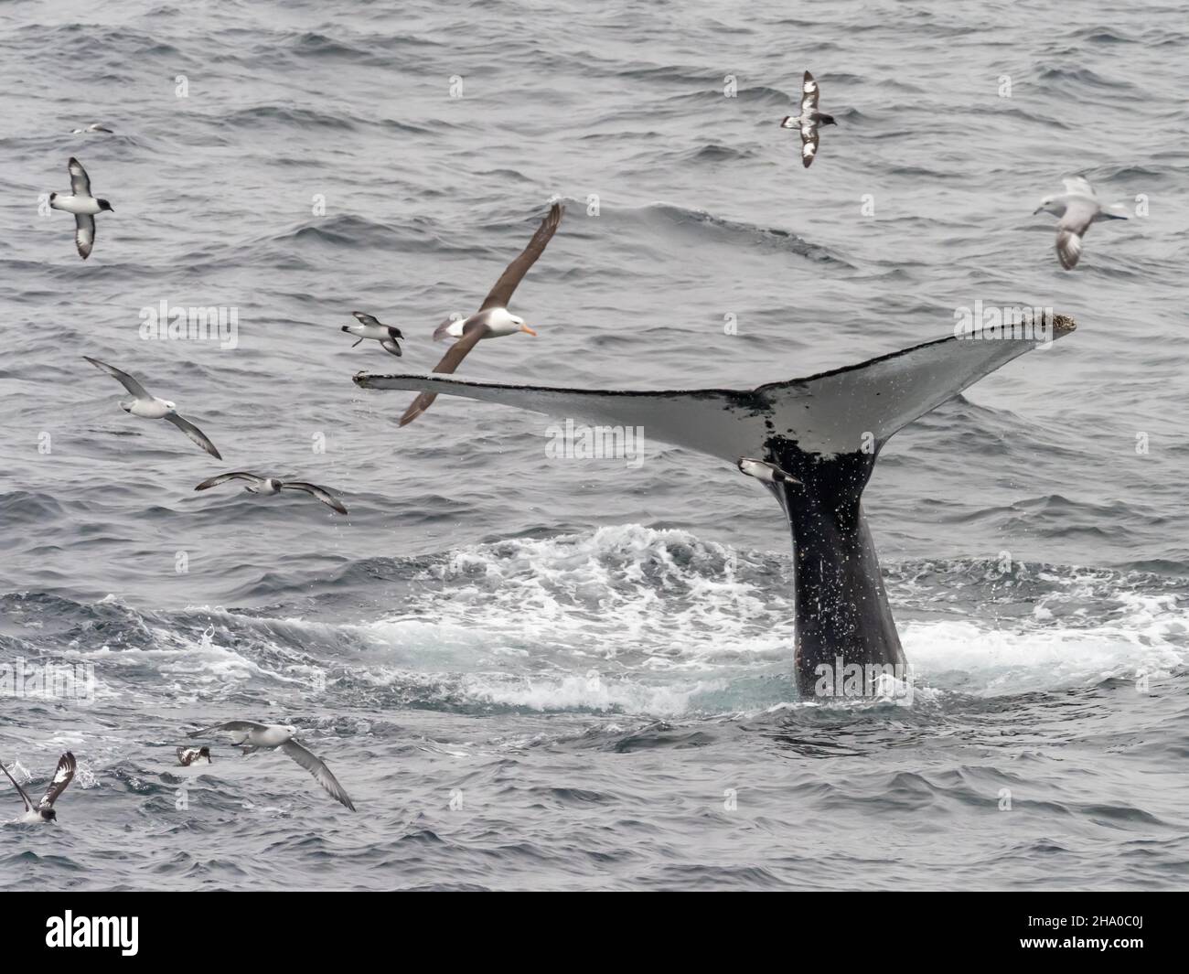A feeding frenzy of Humpback whales, Megaptera novaeangliae feeding on krill off South Orkney Island, Antarctica Stock Photo