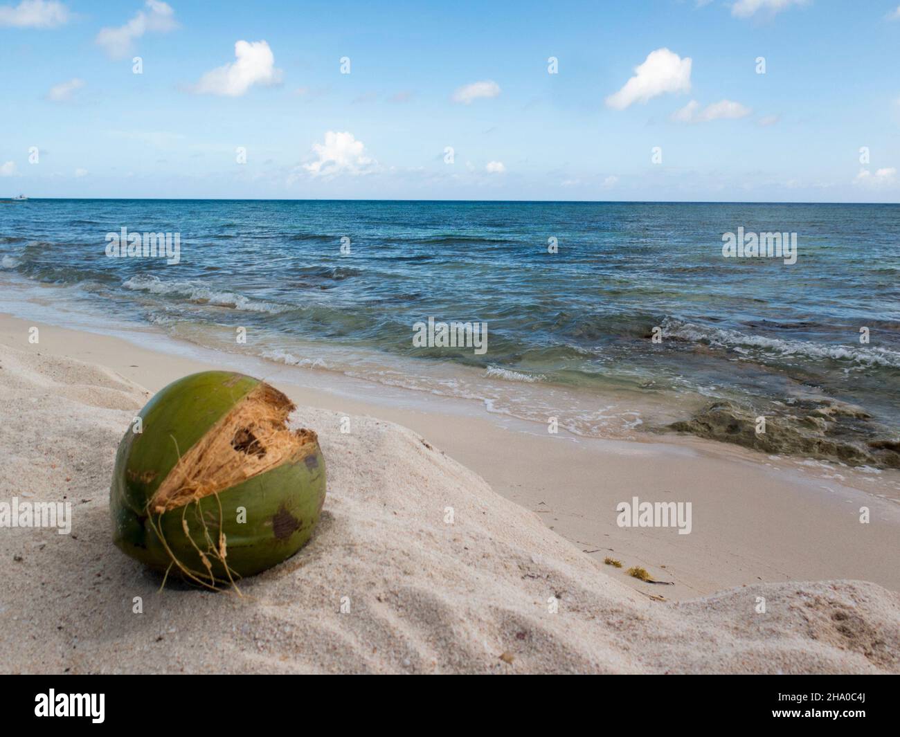 Coconut on beach in Mexico Stock Photo Alamy