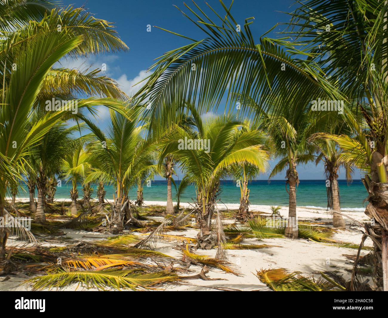 Palms on beach in Mexico Stock Photo