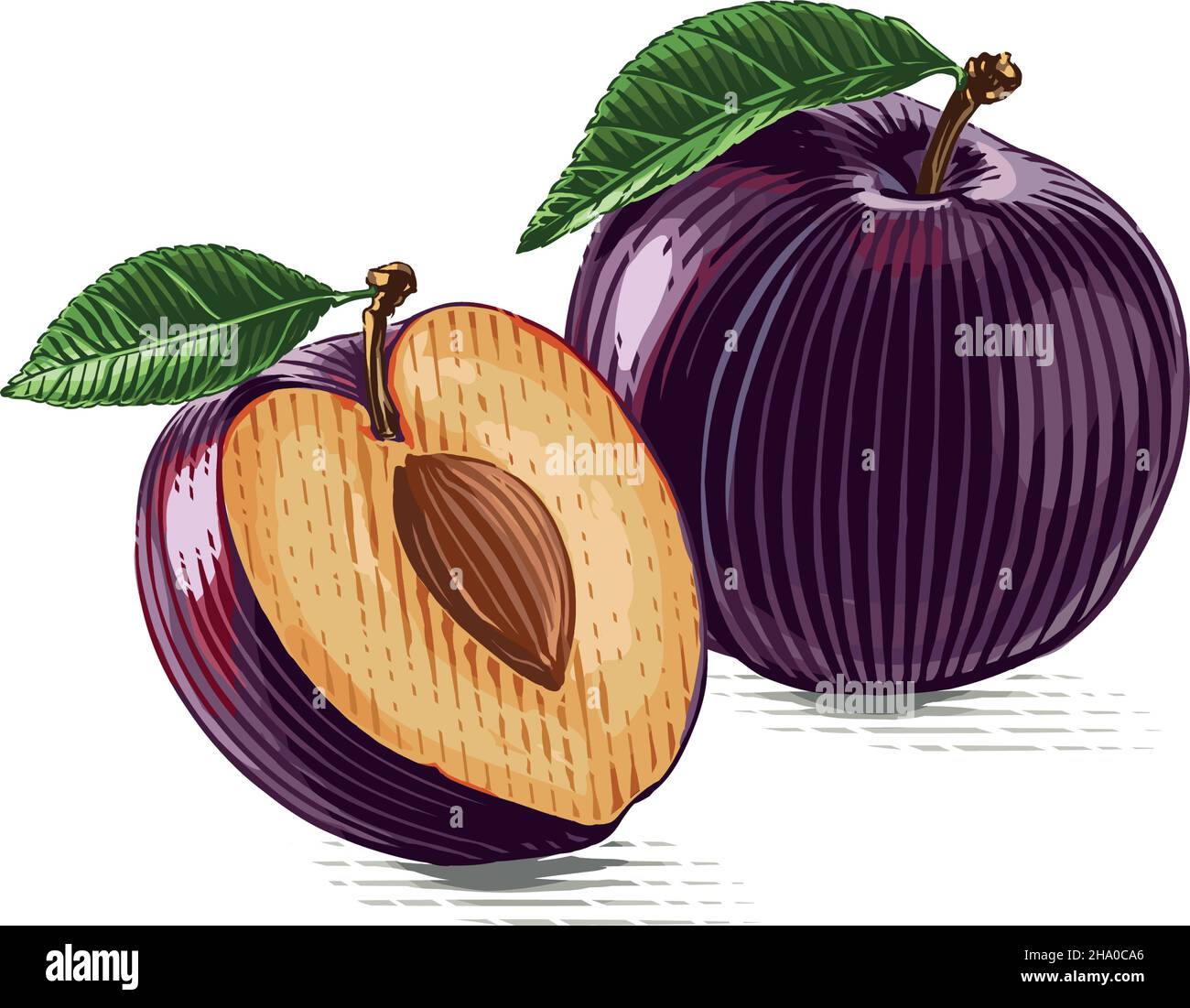 colorful plum Hand drawing sketch engraving illustration style Stock