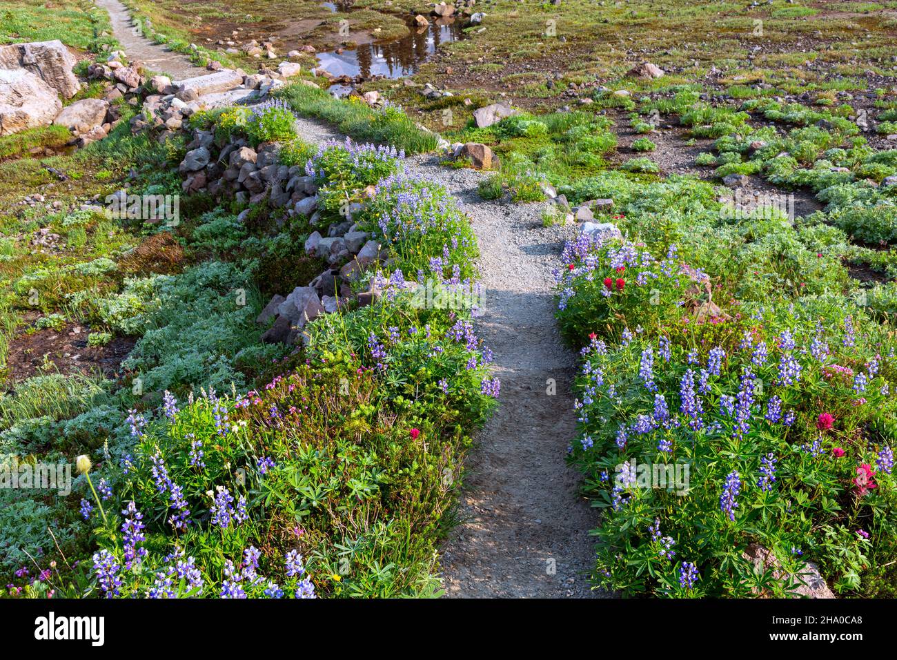 WA19876-00...WASHINGTON - Lupine, paintbrush and pink heather blooming in an open meadow near Paradise in Mount Rainier National Park. Stock Photo