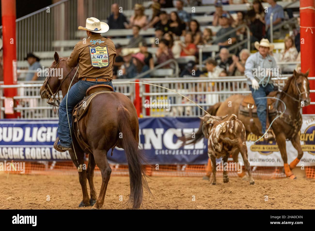 Team Roping seen on Southeastern Circuit Finals Rodeo during the event. Stock Photo
