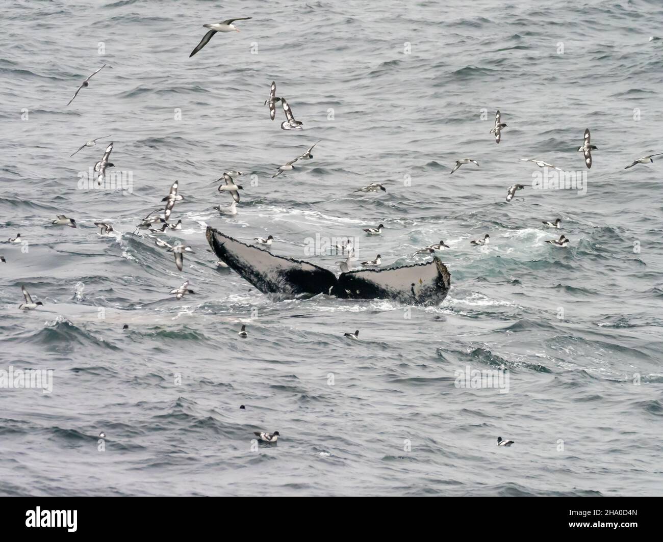 A feeding frenzy of Humpback whales, Megaptera novaeangliae feeding on krill off South Orkney Island, Antarctica Stock Photo