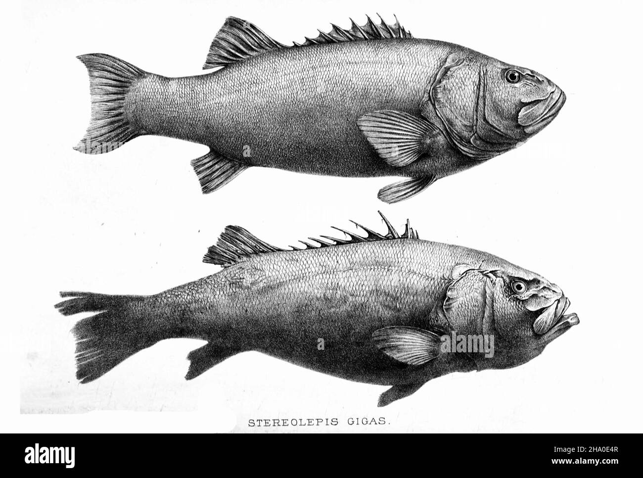 Stereolepis gigas, 1897 Stock Photo