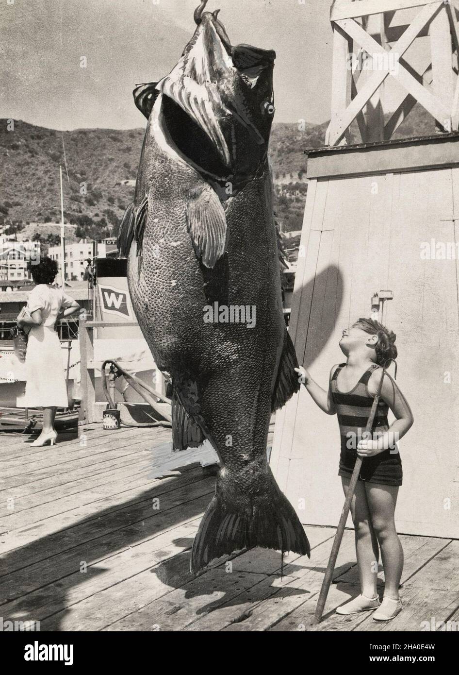 Photo of a particularly large giant sea bass being displayed. Stock Photo