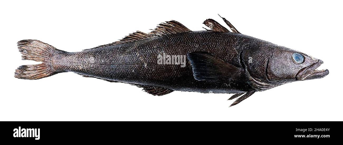 Toothfish hi-res stock photography and images - Alamy