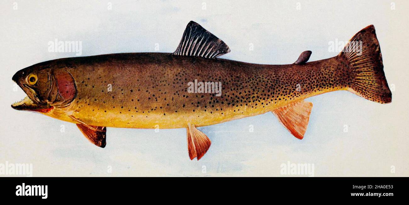 Oncorhynchus clarkii bouvieri (Yellowstone cutthroat trout), 1904 Stock Photo