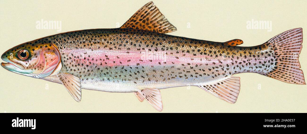 Rainbow trout Stock Photo