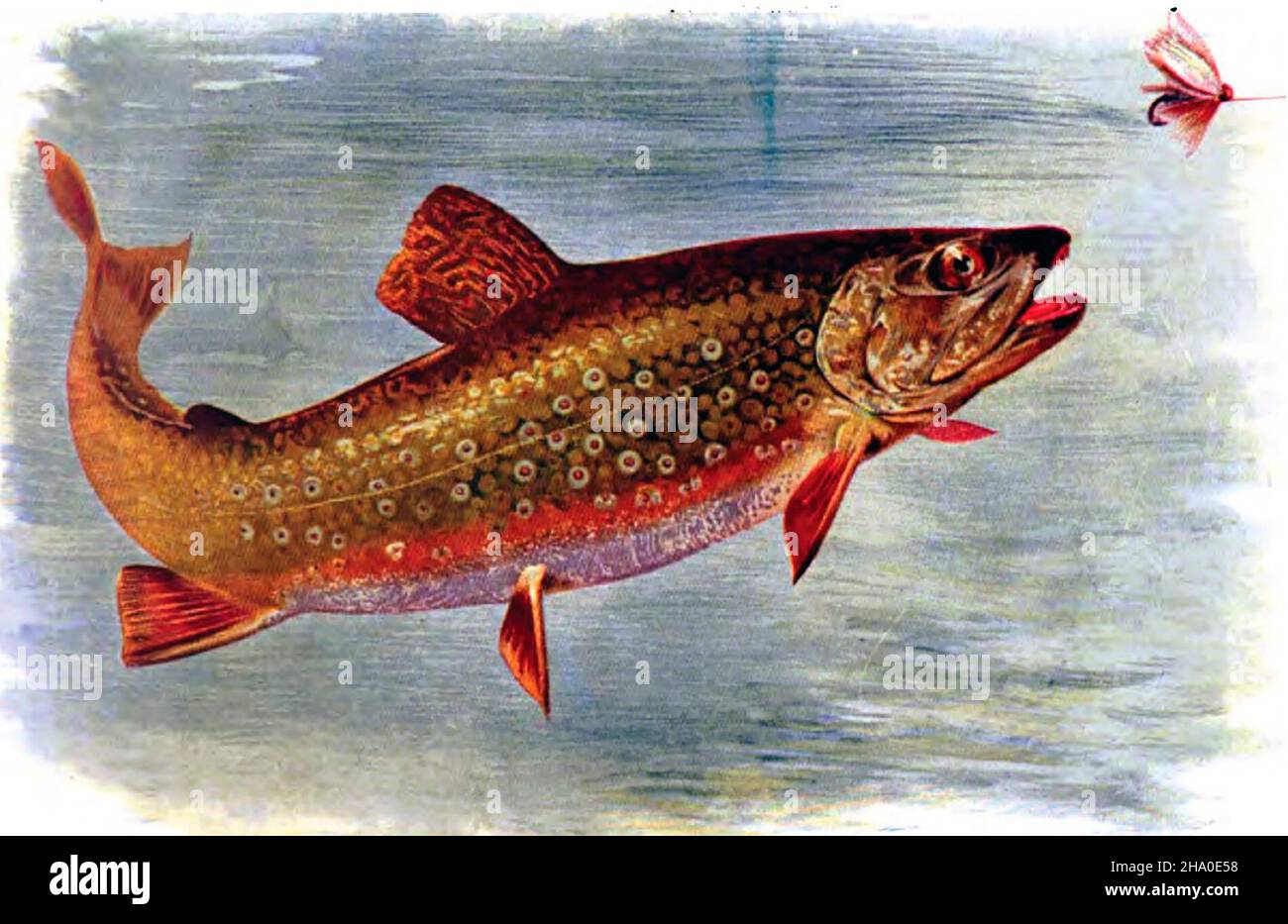 Trout fishing illustration hi-res stock photography and images - Alamy