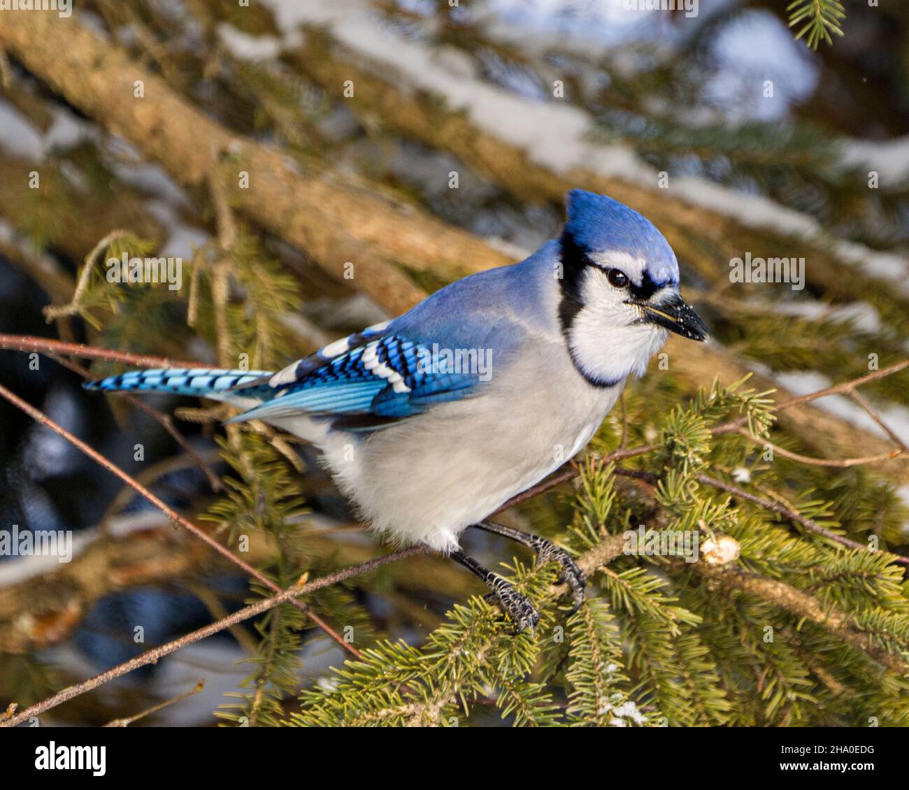 Blue Jay bird close-up view perched on fir branches in the winter season with blur snow and branches background in its environment and habitat. Stock Photo