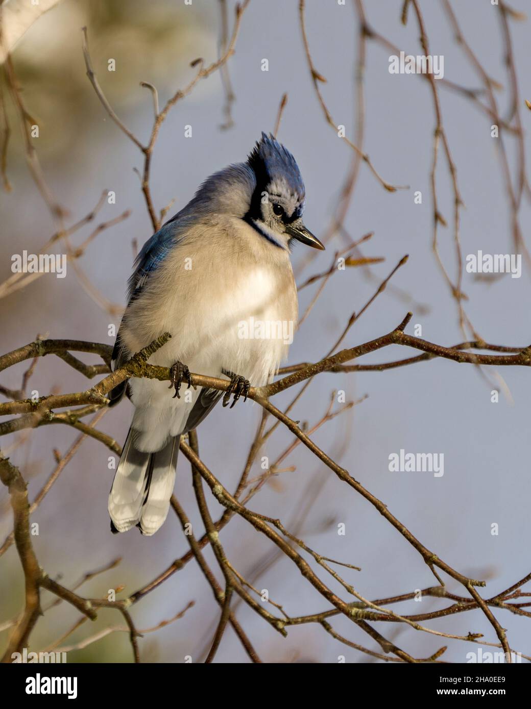 Blue Jay bird close-up view perched in the winter season with blur blue sky and branches background in its environment and habitat surrounding. Stock Photo