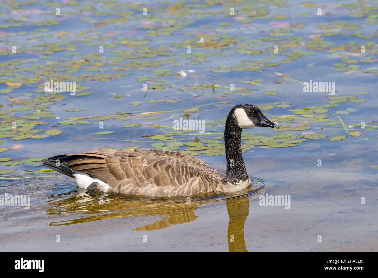 Canada goose plumas 2018 hotsell