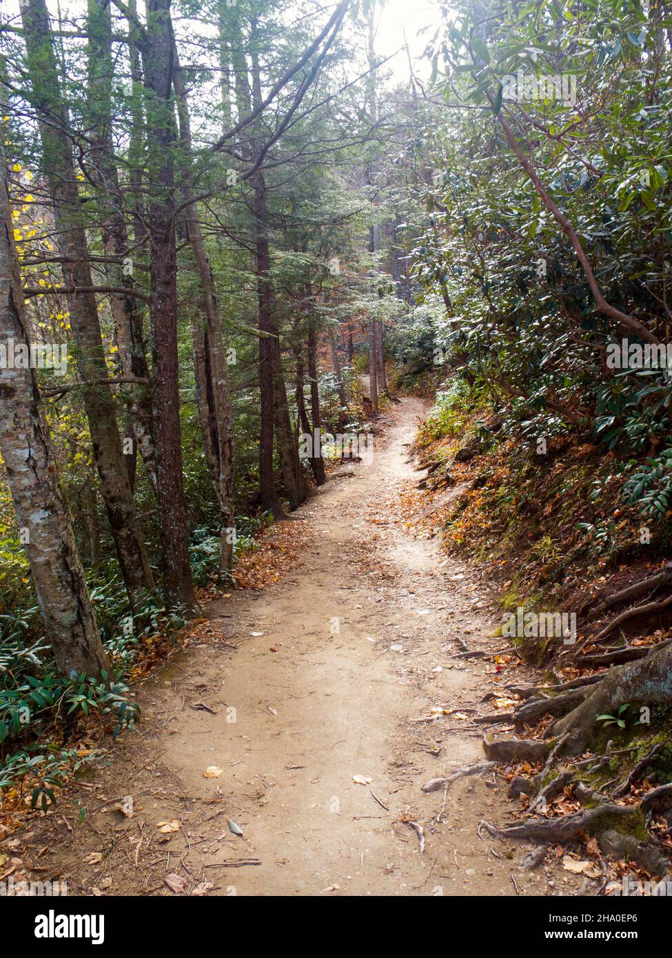 Trail in Smokey Mountains National Park Stock Photo