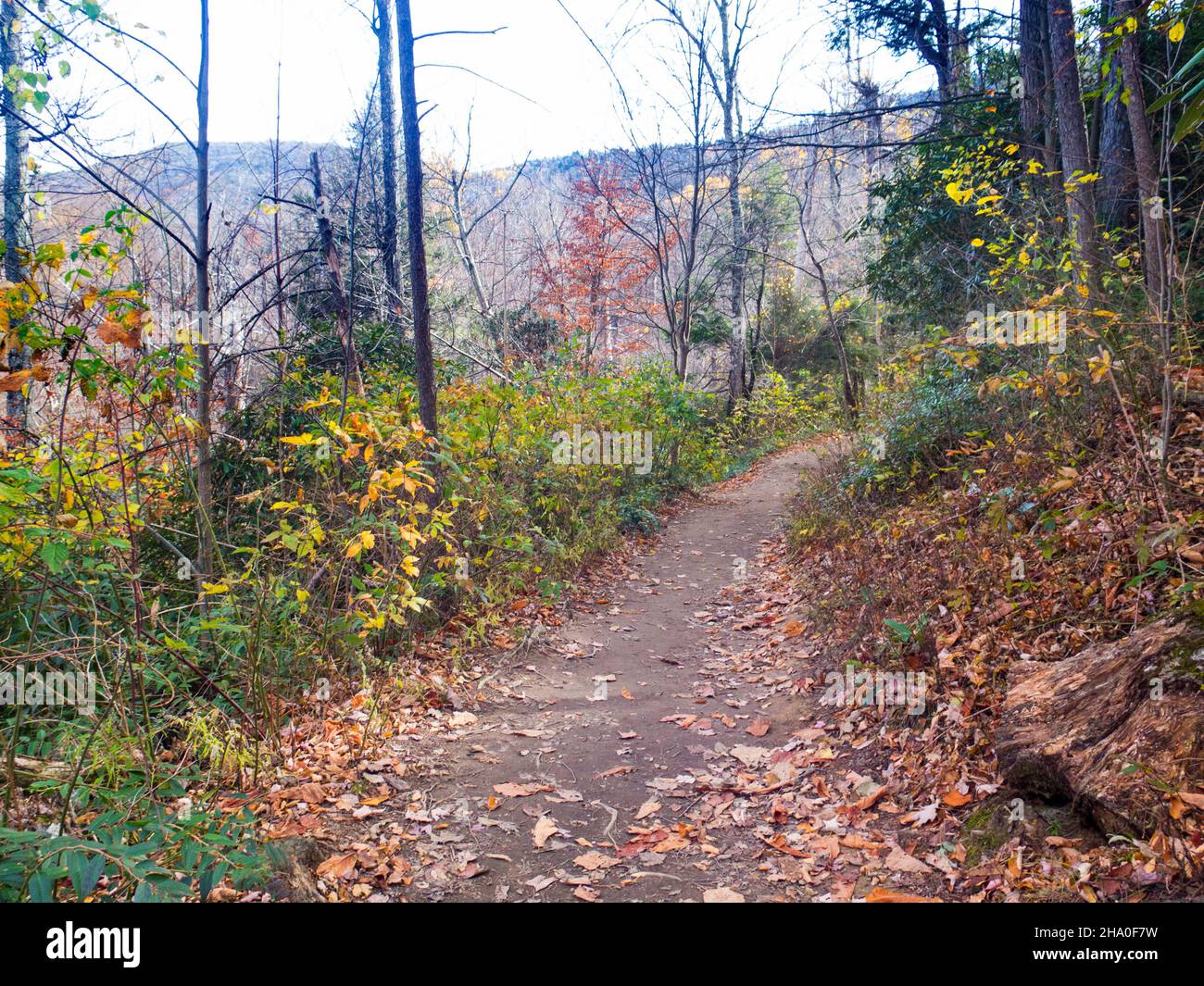 Trail in Smokey Mountains National Park Stock Photo