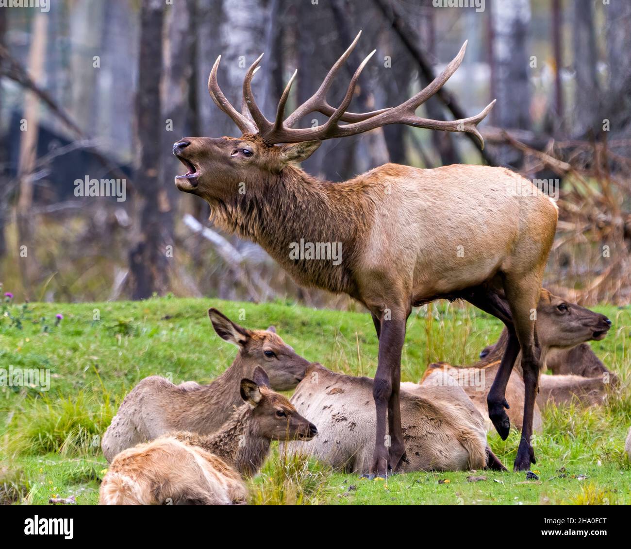 Elk male bugling and protecting its herd female cows in their environment and habitat surrounding with a forest blur background. Wapiti Portrait. Stock Photo