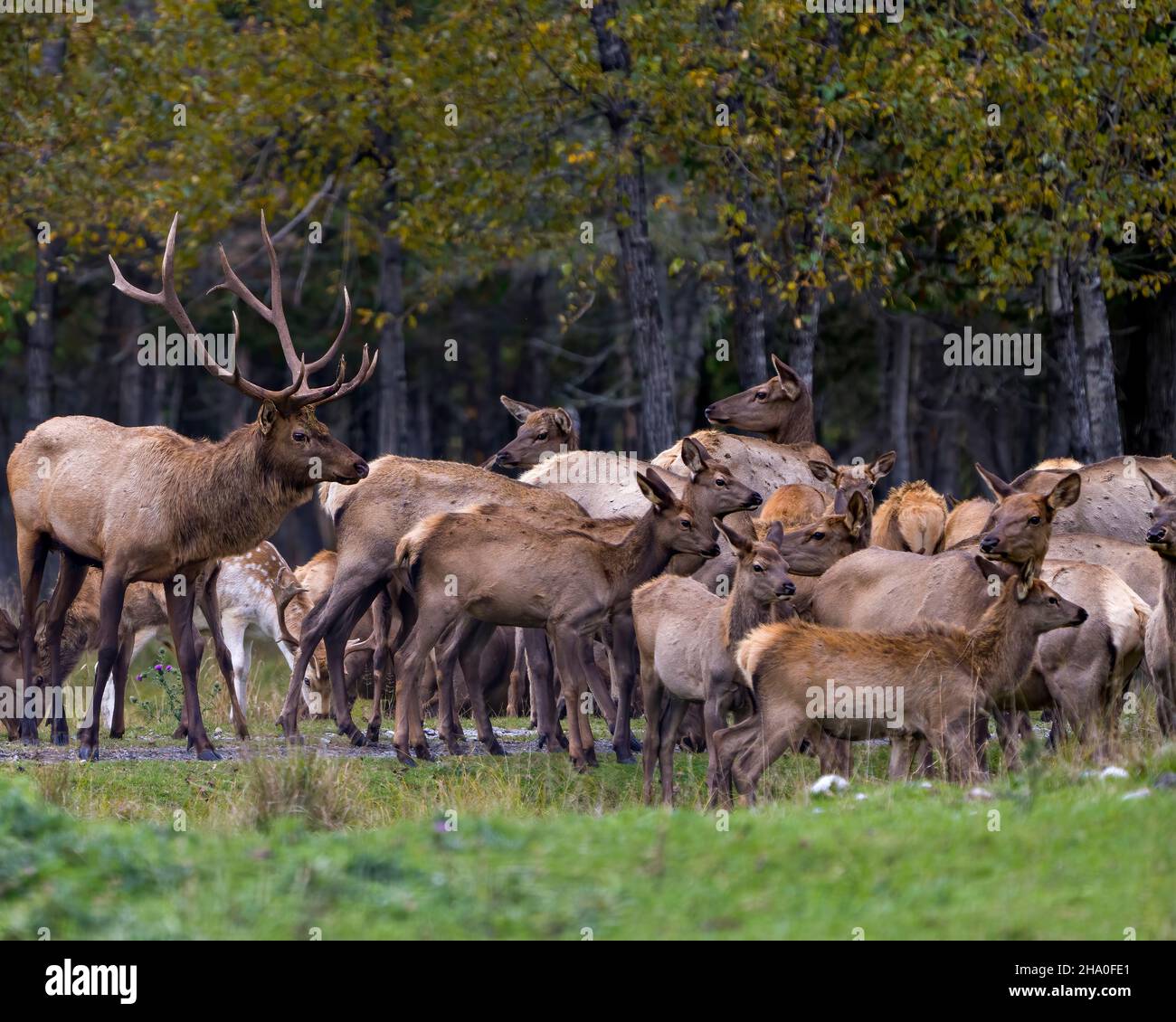 Elk male adult and his herd female cows in the field and blur forest