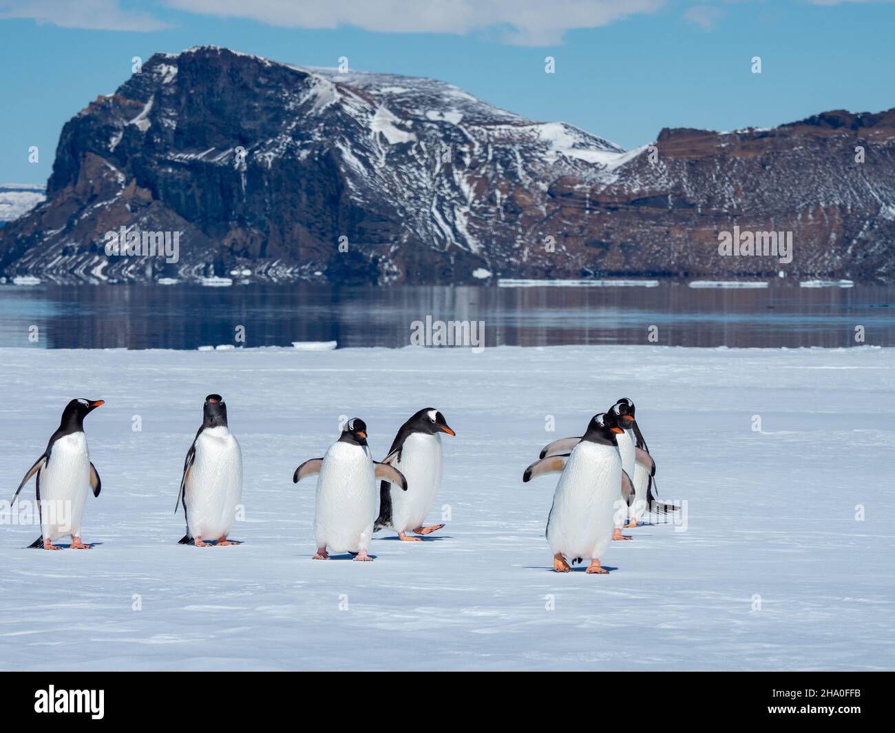 Antarctica weddell penguin hi-res stock photography and images - Alamy