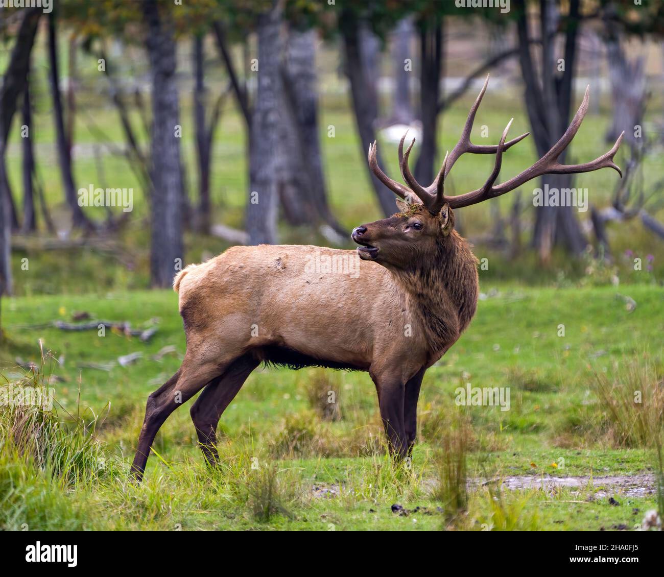 Elk male animal in the forest in the mating hunting season and making a bulge call, displaying open mouth, antlers in its environment and habitat. Stock Photo
