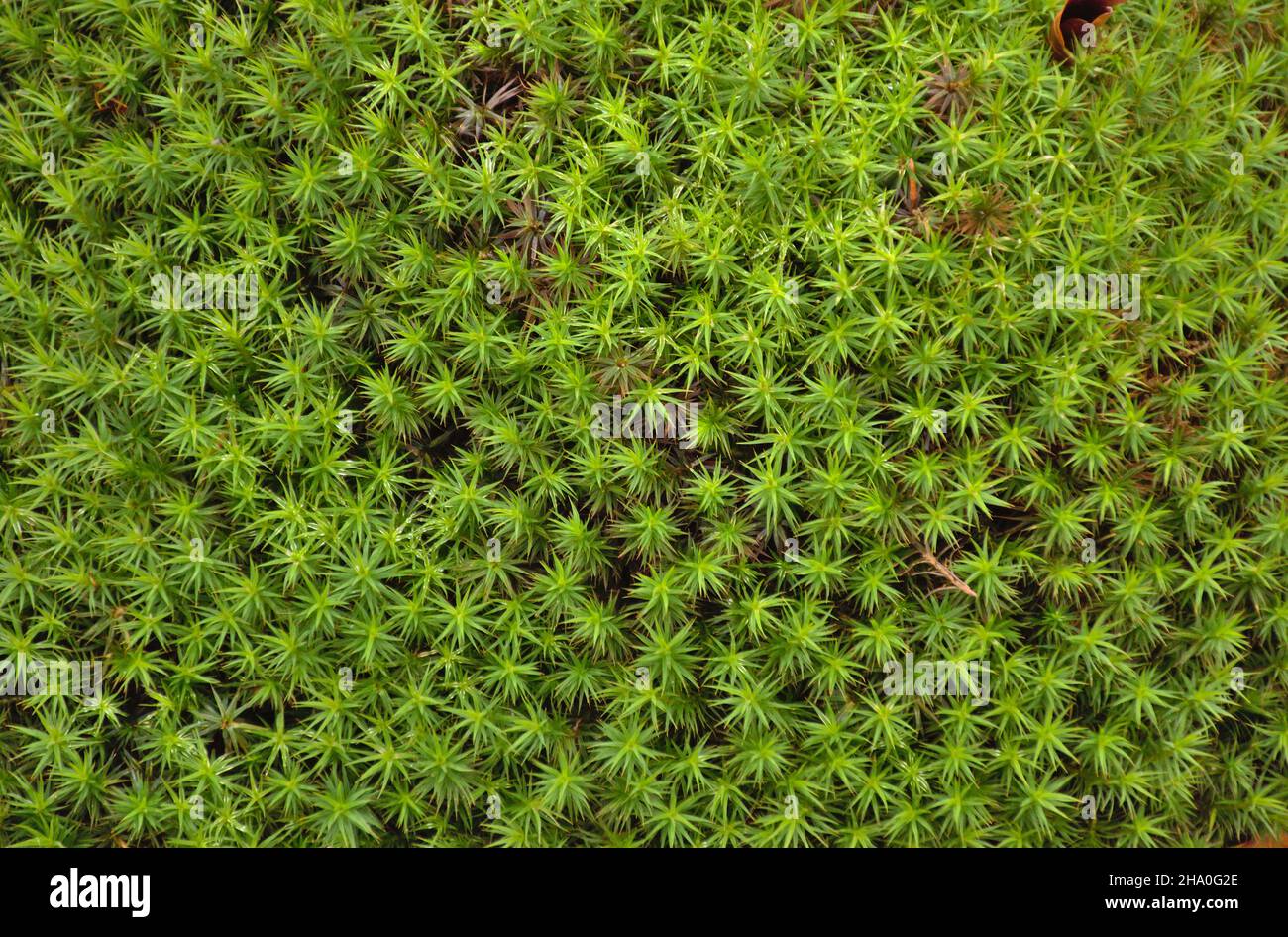 Moss Plantago subulata L. Green background and hue. Autumn in the mountains. Stock Photo