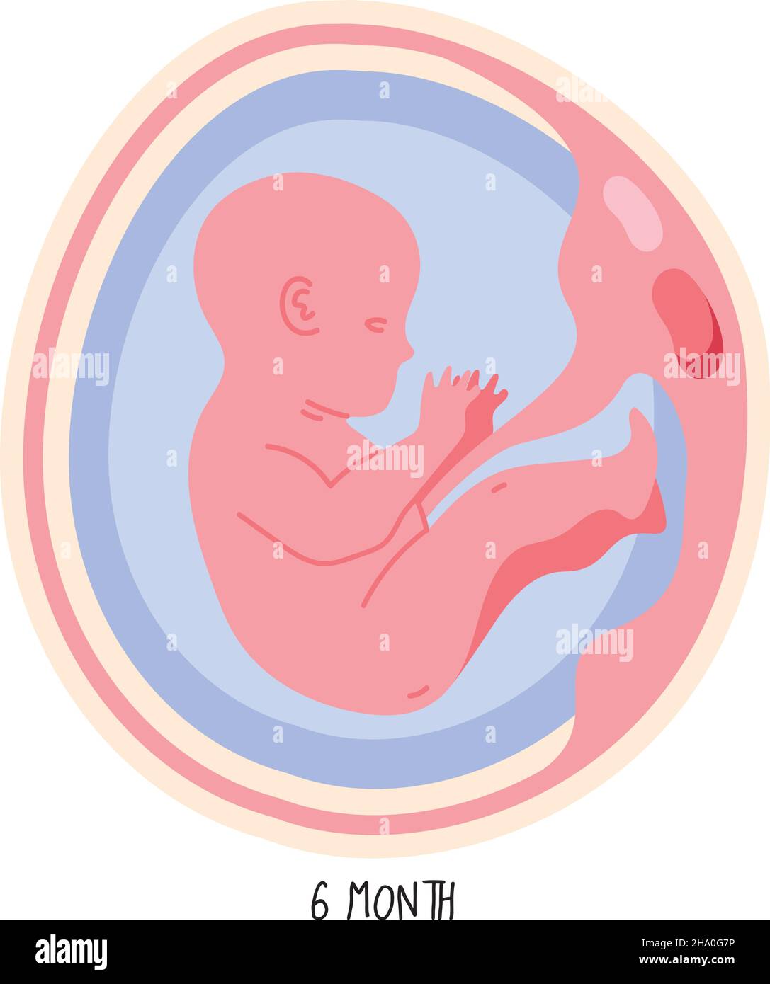 embryo development sixth month icon Stock Vector Image & Art - Alamy
