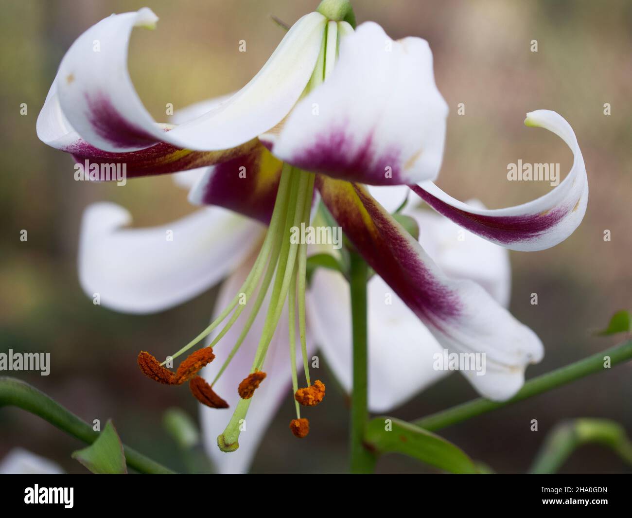 One large lily flower taken in close-up. A beautiful flower on a blurry background. Stock Photo