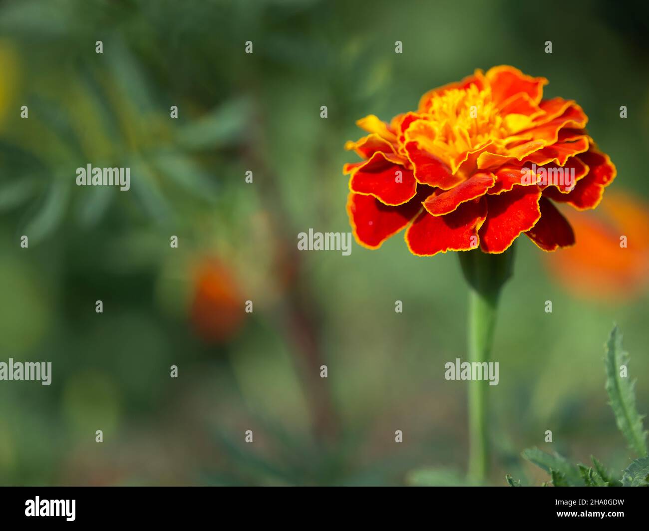 Marigold flower on a blurry background, macro photo. Stock Photo