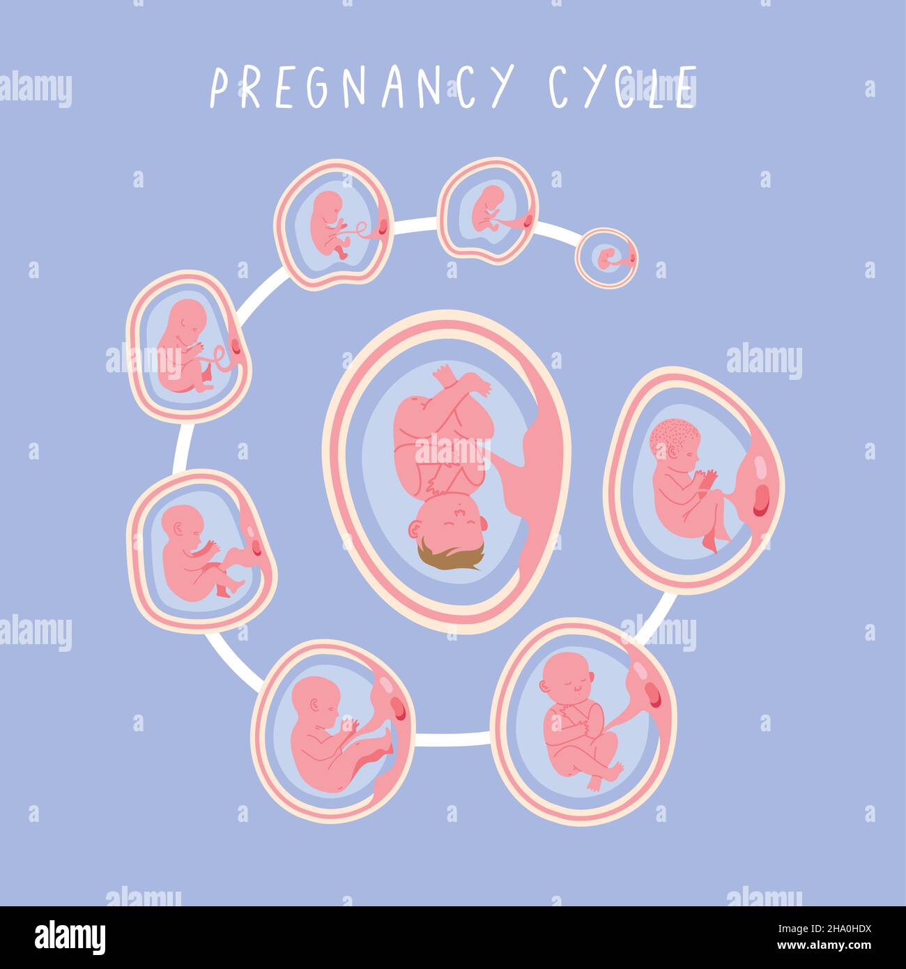 embryo development set cycle phases Stock Vector Image & Art Biology Diagrams