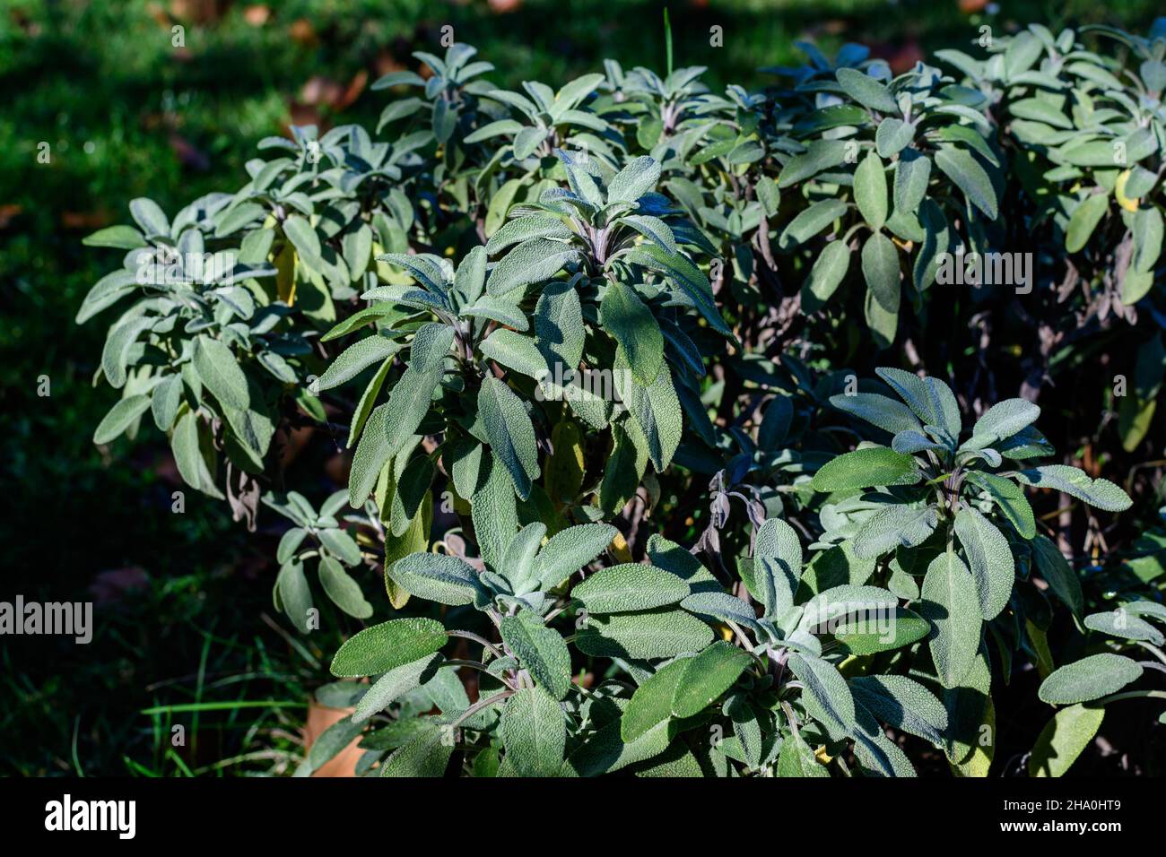 Monochrome background with a large evergreen leaves of Salvia officinalis shrub, known as common or culinary sage in a garden in a sunny autumn day Stock Photo
