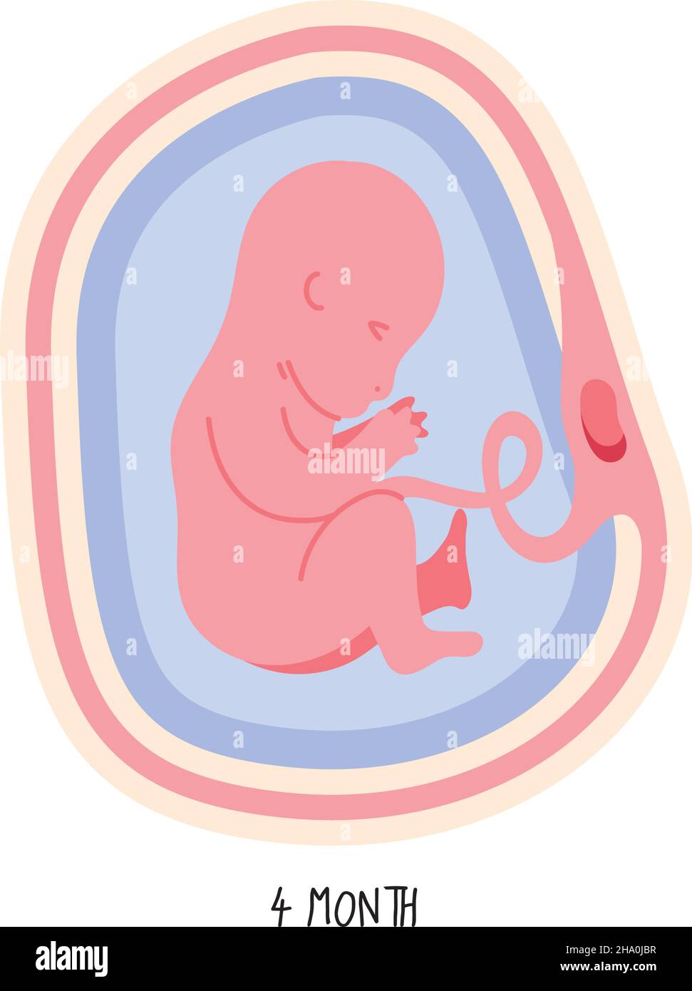 embryo development fourth month icon Stock Vector Image & Art - Alamy