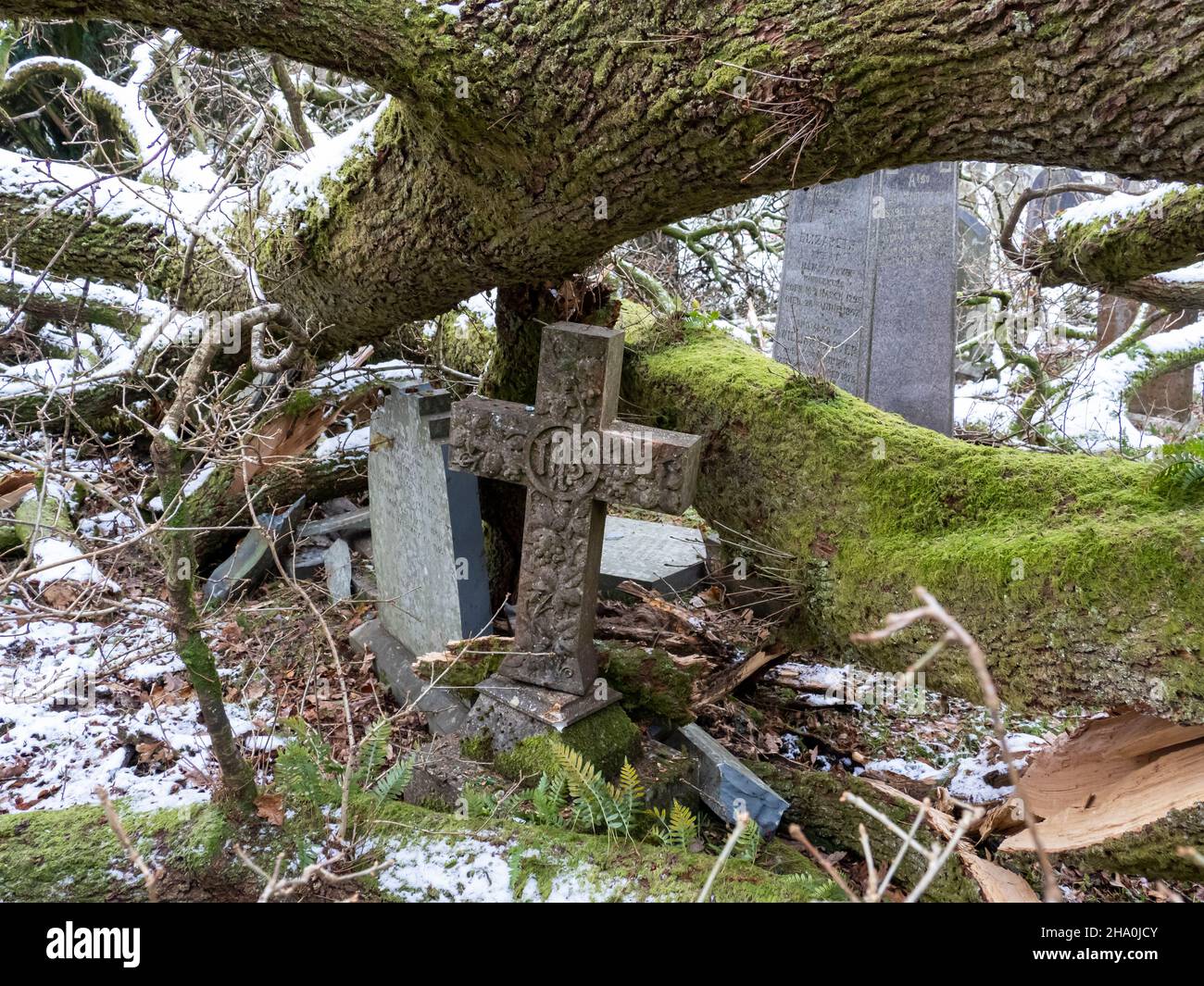 Trees blown over by Storm Arwen onto graves in Ambleside cemetary, Lake District, UK. Stock Photo