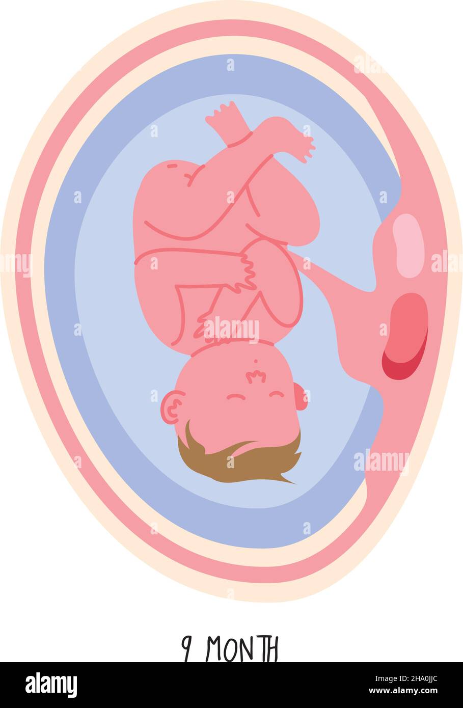 embryo development nineth month icon Stock Vector Image & Art - Alamy