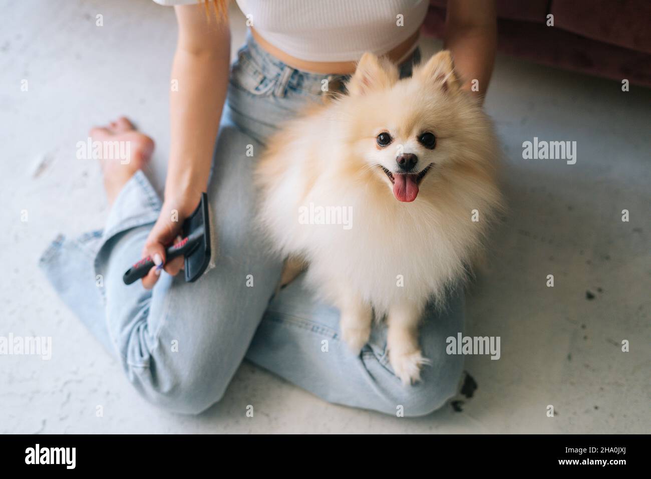 Close-up high-angle view of unrecognizable young woman gently combing pretty white small Spitz pet dog, sitting on floor at home. Stock Photo