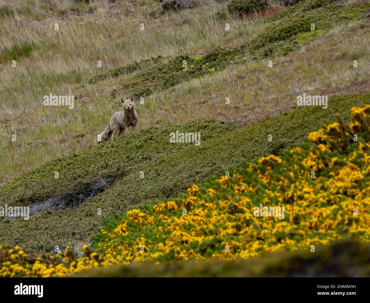 South American gray fox, Lycalopex griseus, an introduced predator on Beaver Island, Falklands Stock Photo