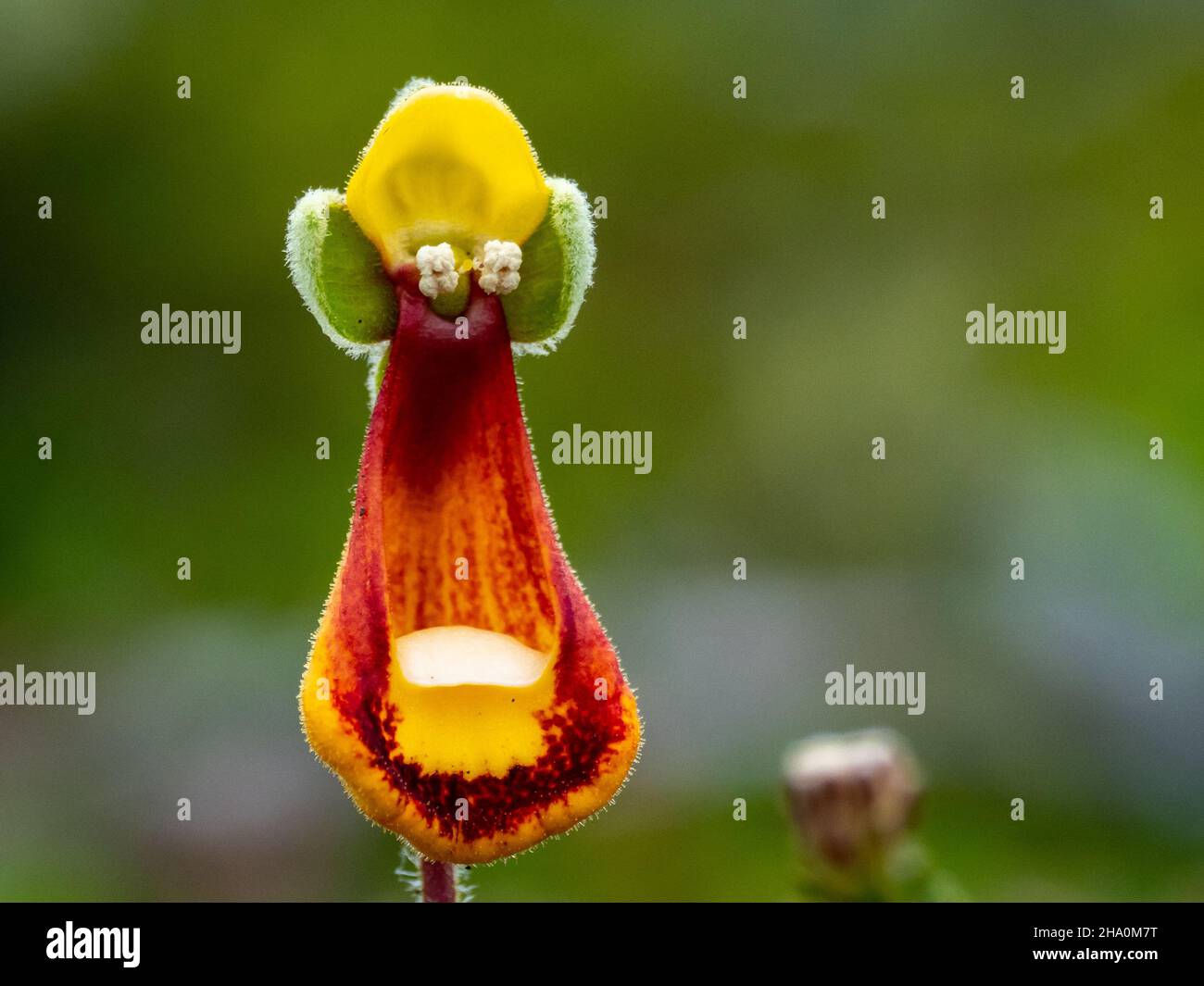 Lady slipper flower, Calceolaria fothergillii, a gorgeous flower on Beaver Island, Falklands Stock Photo