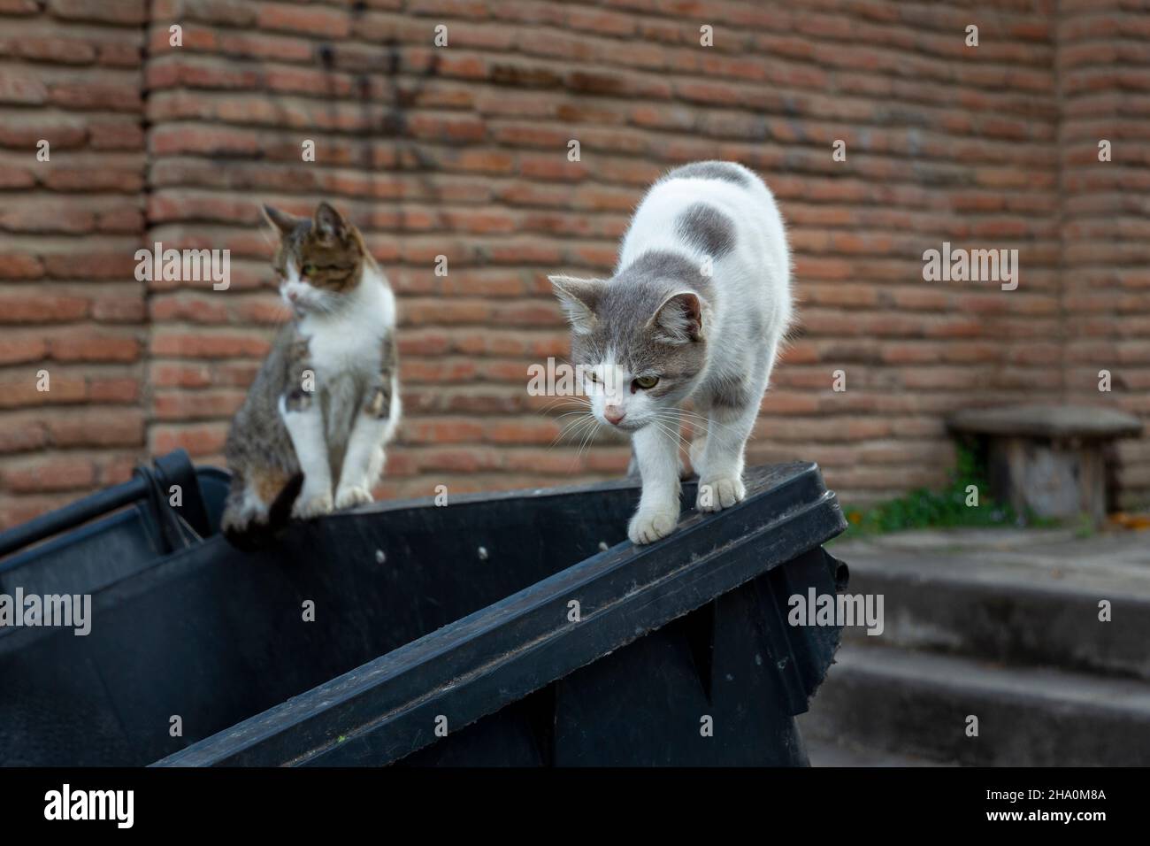 Angry cat attack hi-res stock photography and images - Alamy