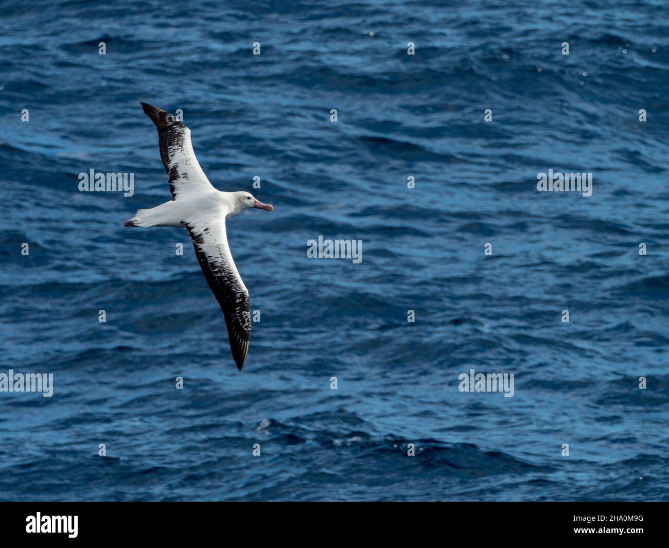 A Wandering albatross, Diomedea exulans, glides over the southern ocean Stock Photo