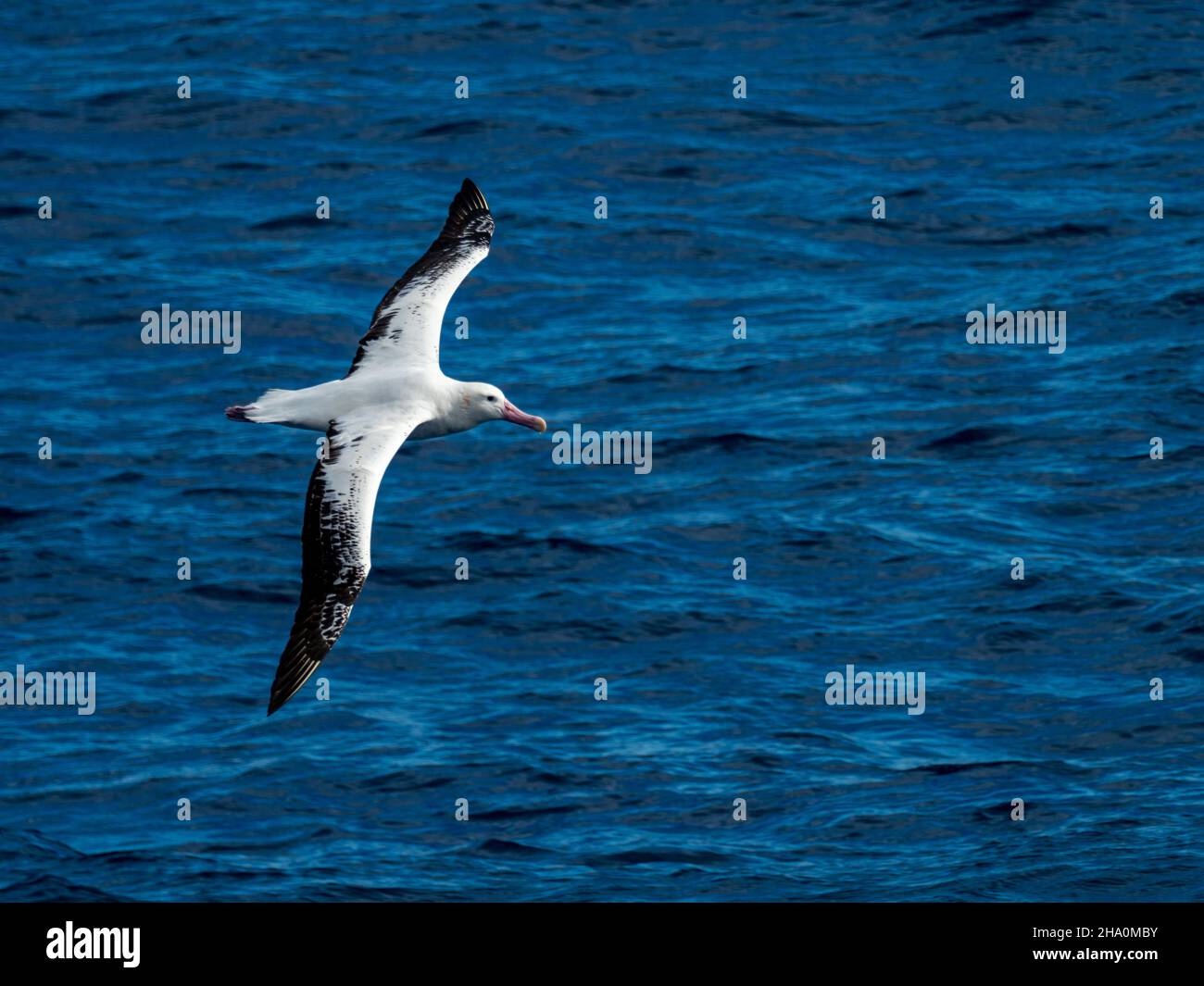 A Wandering albatross, Diomedea exulans, glides over the southern ocean Stock Photo