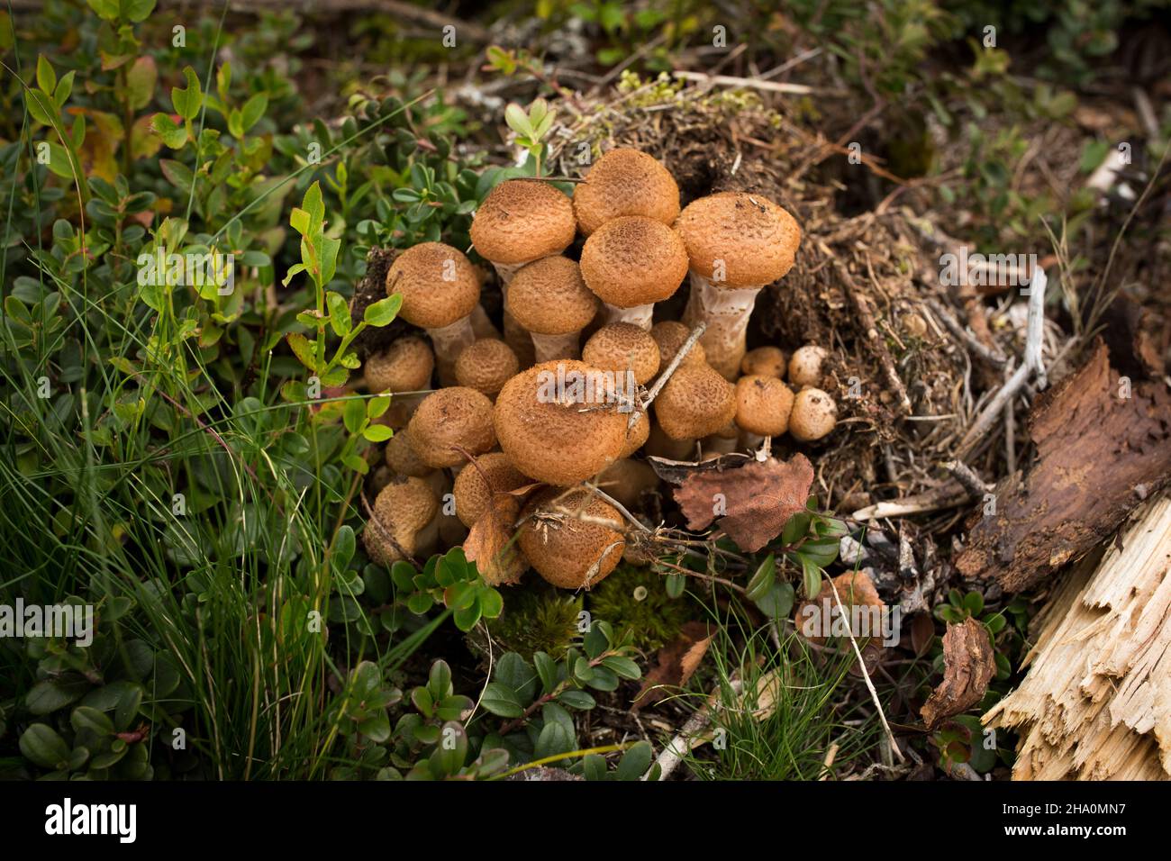 Picking mushrooms. Семейство опят в Якутии. Осенние грибы сочинение. Honigpilz.