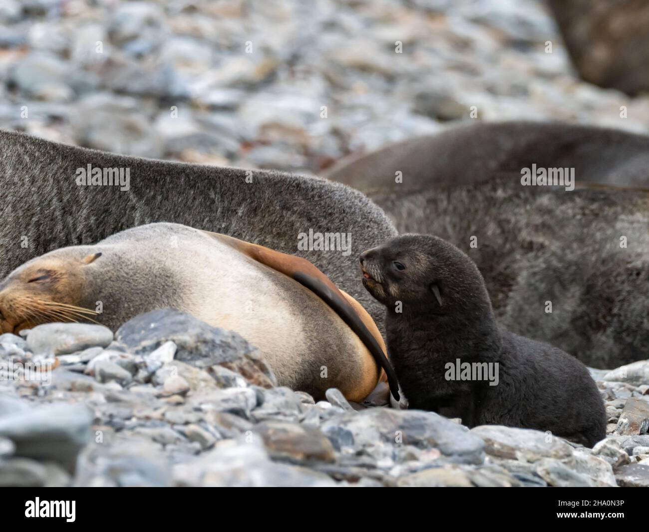 Antarctic fur seal, Arctocephalus gazella, nursing on the shore of South Georgia Island Stock Photo