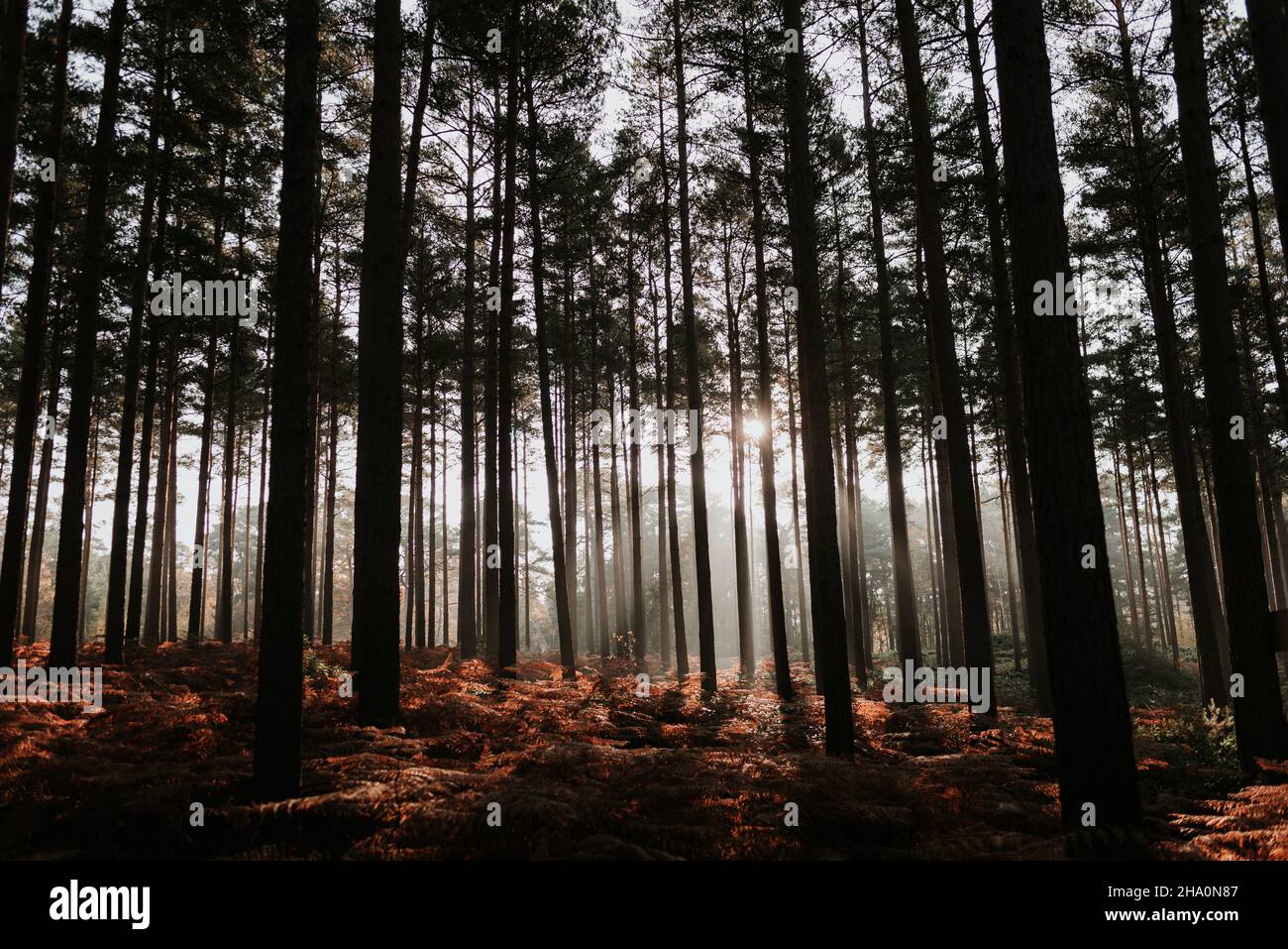 Light coming through trees hi res stock photography and images alamy
