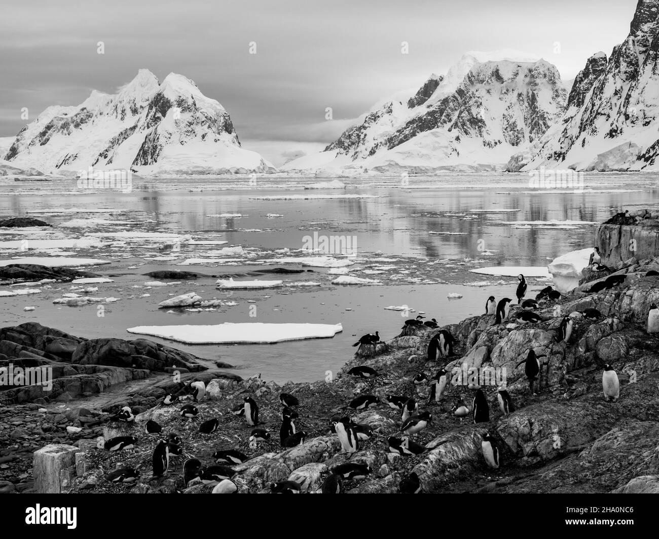 Penguin colonies on Peterman Island, Antarctica with stunning views towards the Lemaire Channel Stock Photo
