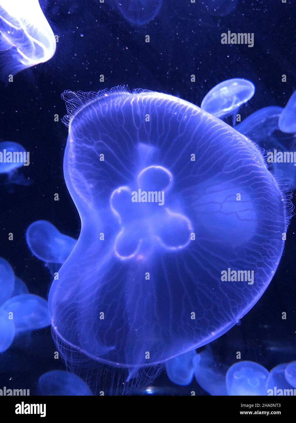 Moon Jellyfish, Aurelia Auri, at aquarium Stock Photo