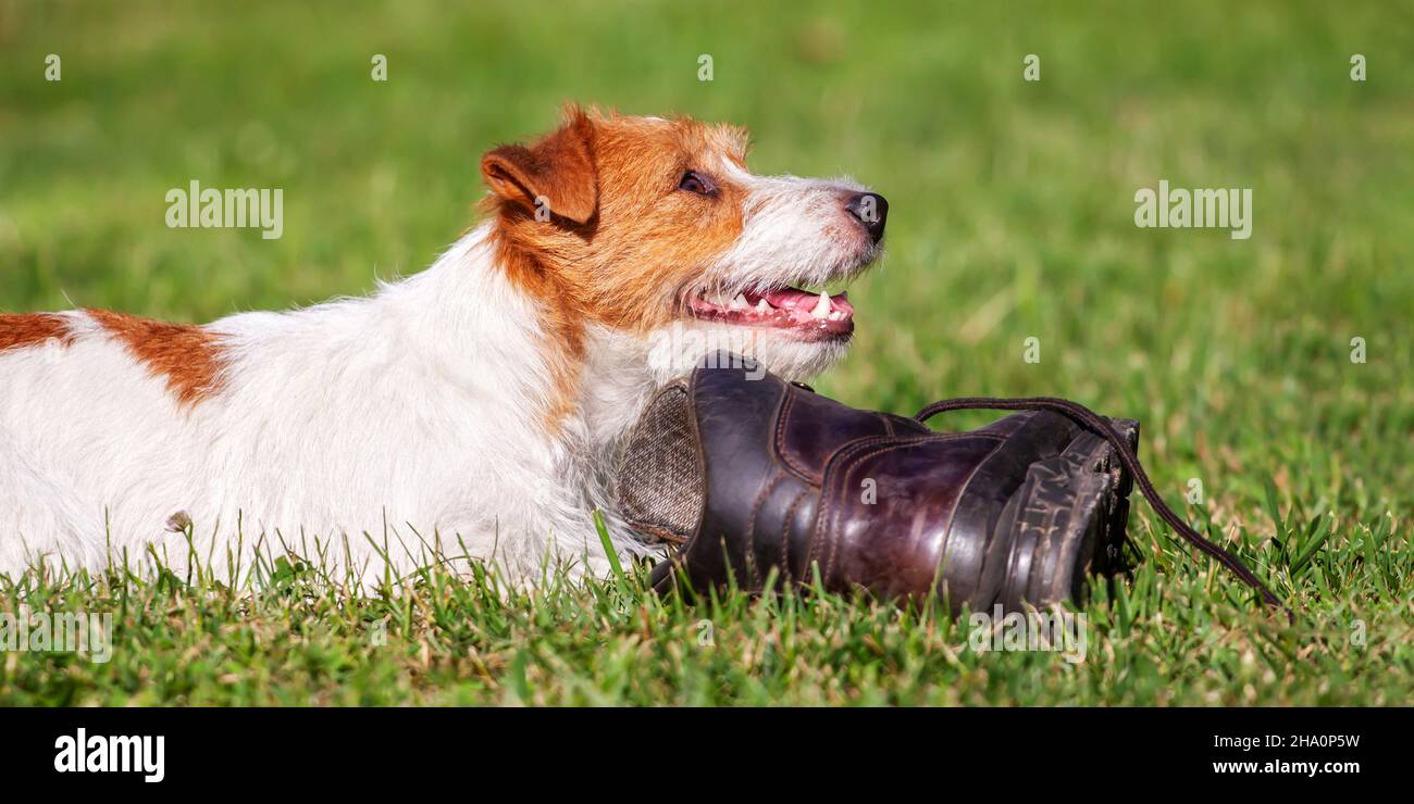 Naughty cute happy smiling pet dog puppy looking in the grass with a