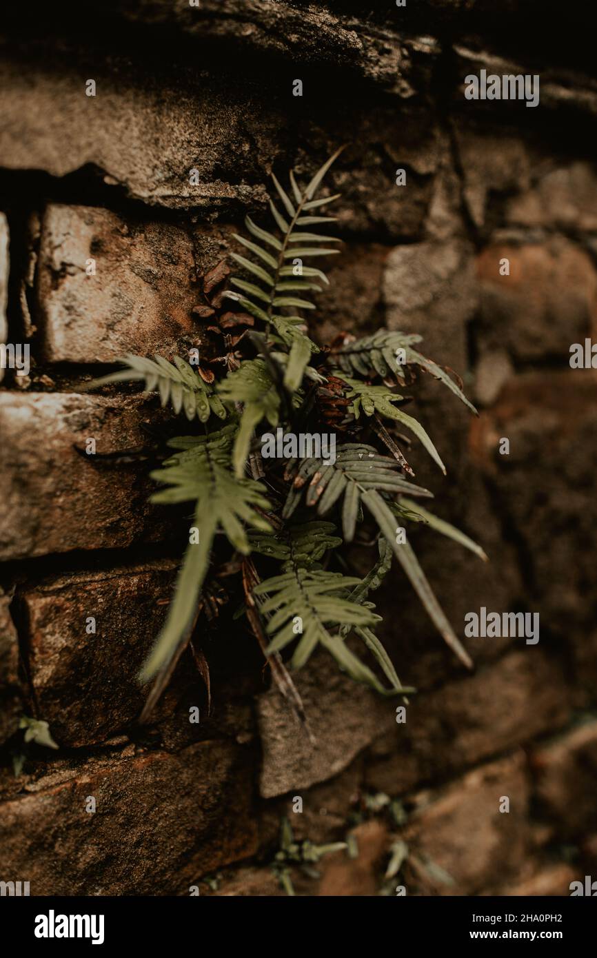New plant life growing from death on the side of a tomb in New Orleans